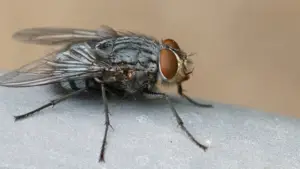 flies in garbage disposal